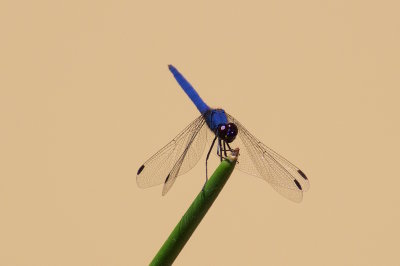 71.Dragonfly-ADDO ELEPHANT LODGE-EASTERN CAPE.jpg
