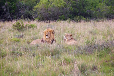 91.SCHOTIA SAFARIS PRIVATE RESERVE-EASTERN CAPE.jpg