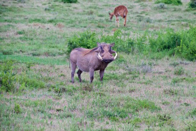 95.SCHOTIA SAFARIS PRIVATE RESERVE-EASTERN CAPE-Warthog.jpg