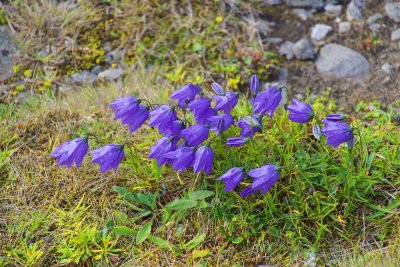 Flowers at the North Cape