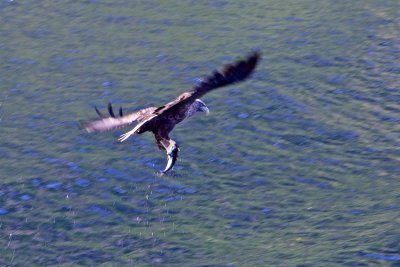 Sea eagles and the Trollfjord