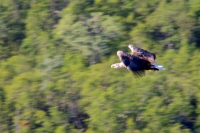 Sea eagles and the Trollfjord