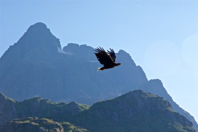 Sea eagles and the Trollfjord