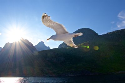 Sea eagles and the Trollfjord