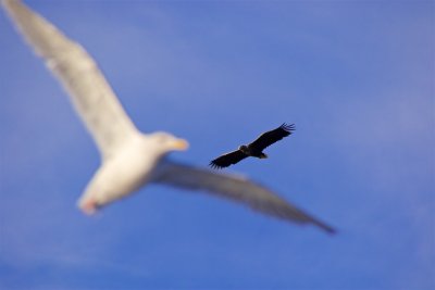 Sea eagles and the Trollfjord