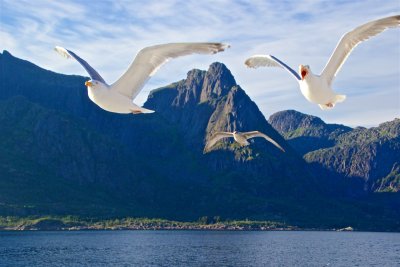 Sea eagles and the Trollfjord