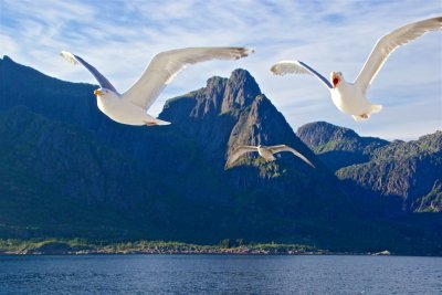 Sea eagles and the Trollfjord