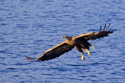 Sea eagles and the Trollfjord