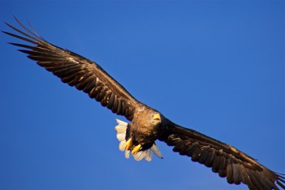 Sea eagles and the Trollfjord