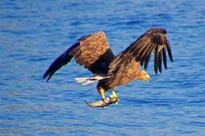 Sea eagles and the Trollfjord