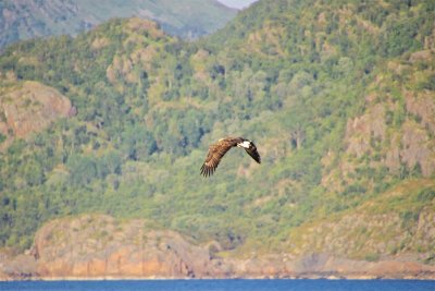 Sea eagles and the Trollfjord