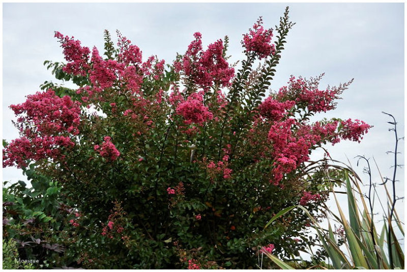 Lagerstroemia ou lilas dt