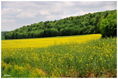 Paysage de l'Aube