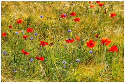 Le Morvan