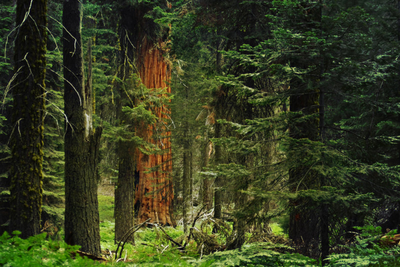 SequoiaForestHike8182