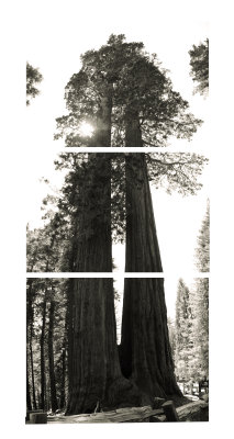 SequoiaTree14