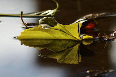 ReflectionsOnALeaf9506