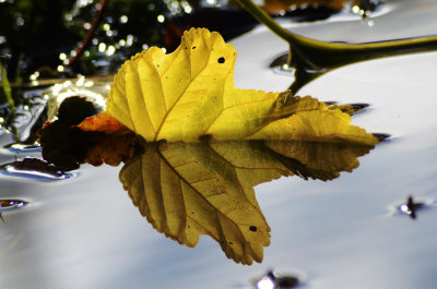ReflectionsOnALeaf9509
