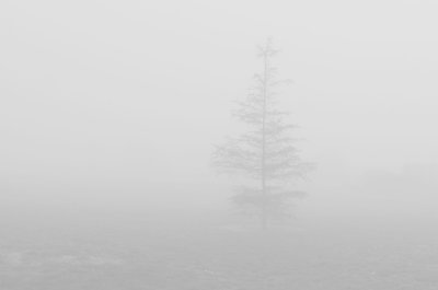Foggy Morning
