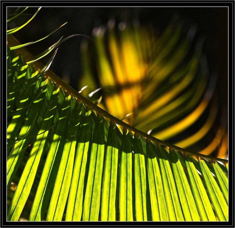 Palmes et Contre-Palmes.
