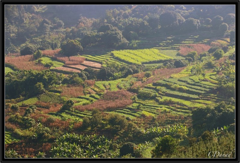 Terraces Fields near Yuanyang.