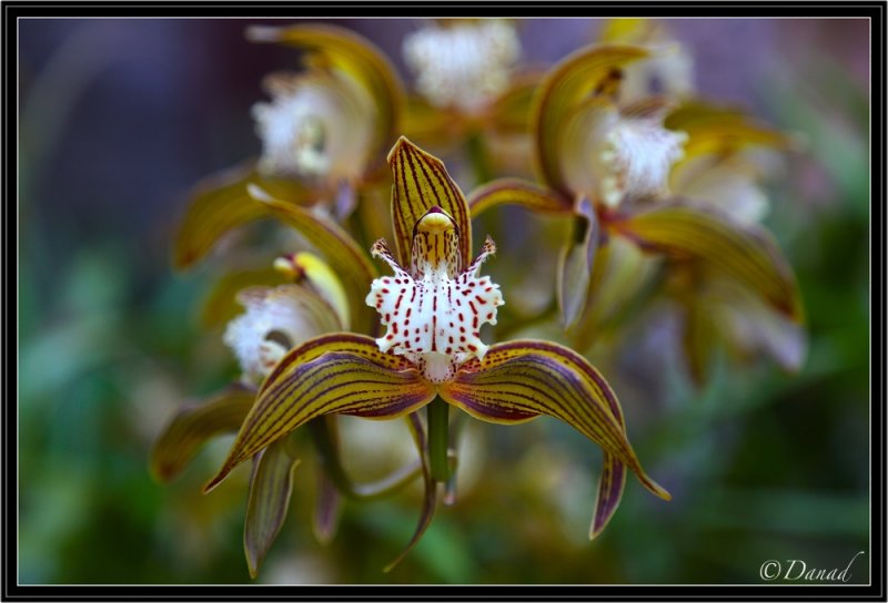 The Strange Beauty of the Orchids.