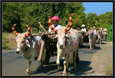 The Procession of Bollywood Oxen.