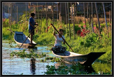 In the Floating Gardens. Inle lake.