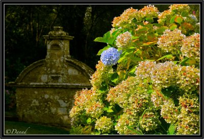 The Hydrangea and the old Fountain.