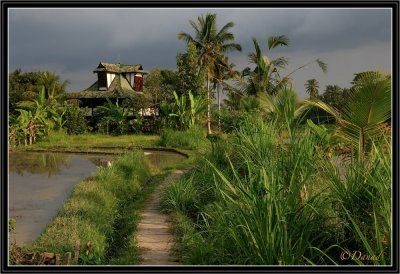 A walk in the Rice Fields near Ubud.