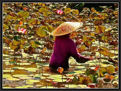 Cleaning the Lotus Pond.