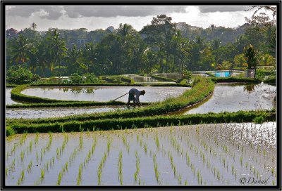 Planting the Young Rice.