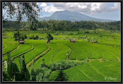 Rice Fields around Mount Seraya (East Bali). 