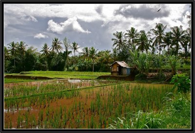 Rice Fields in  Ubud.