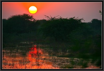 An Indian Sunset. Bharatpur.