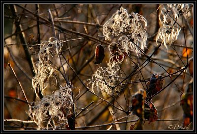 Winter Arabesques.