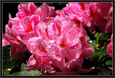 Rhododendrons. 