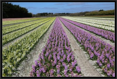 Hyacinths Fields For Ever.