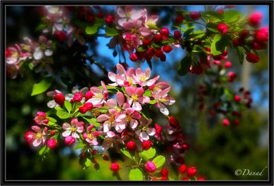 Blooming Apple Tree.