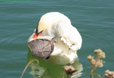 Cygne???