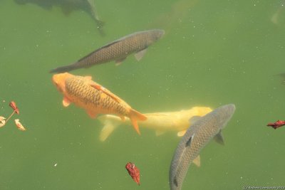 Les carps coloré