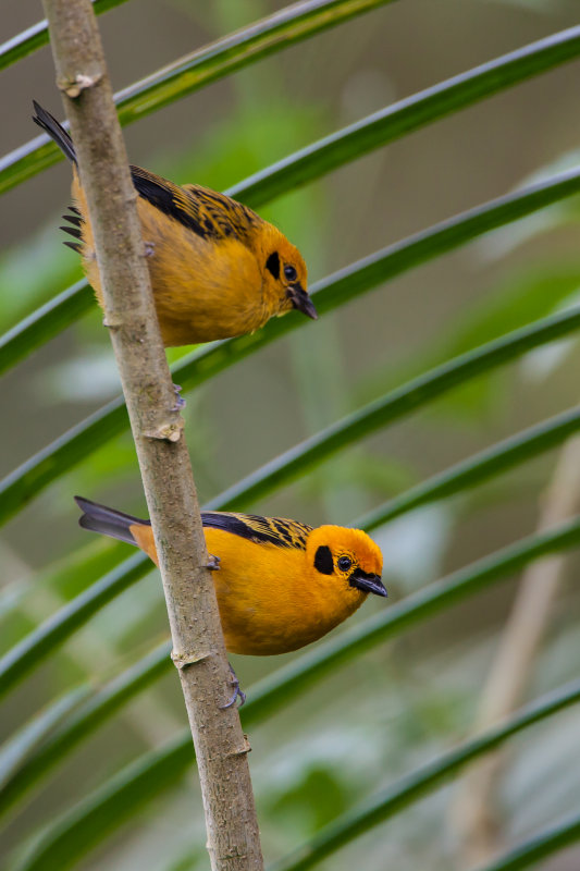 Golden Tanagers
