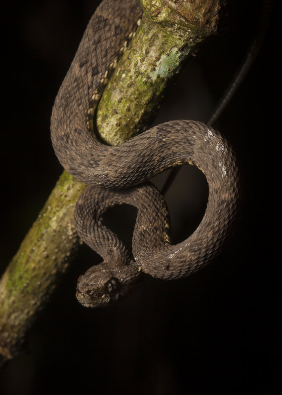 Bothrops atrox - Lancehead Viper. Ecuador, Amazonia