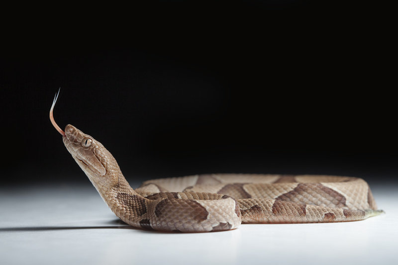 Southern Copperhead