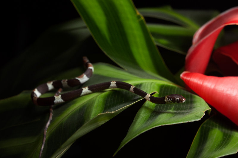 Snail-eating Snake