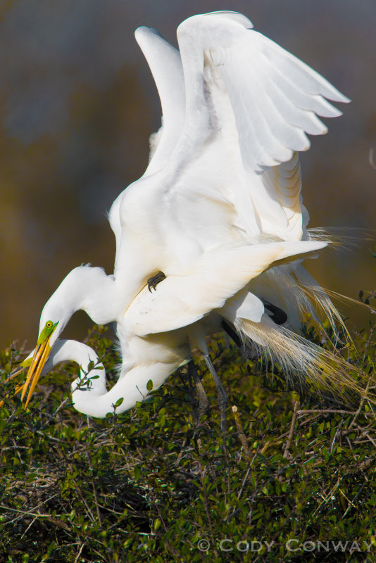 Great Egret Copulation