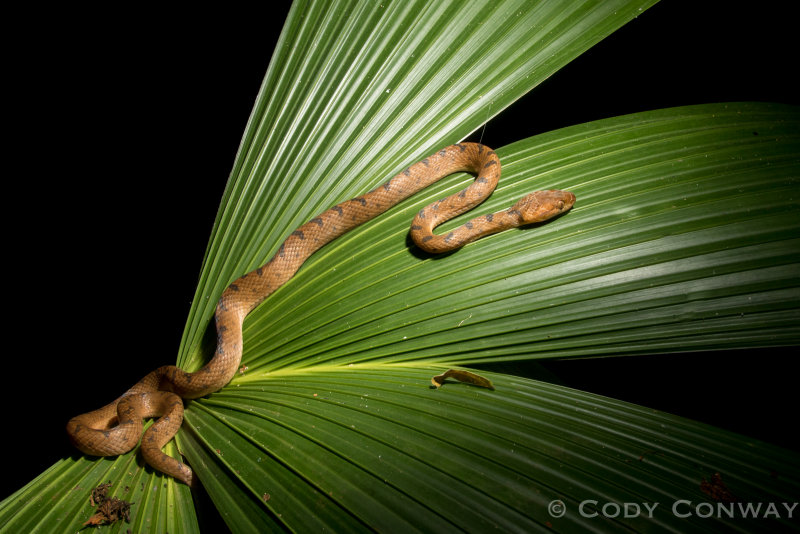 Northern Cat-eyed Snake