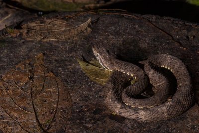 Lancehead Viper - Bothrops atrox