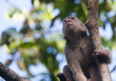 White-fronted Capuchin