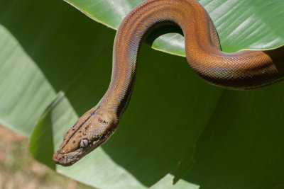 Goldenchild Reticulated Python
